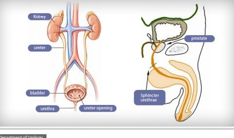 Urology